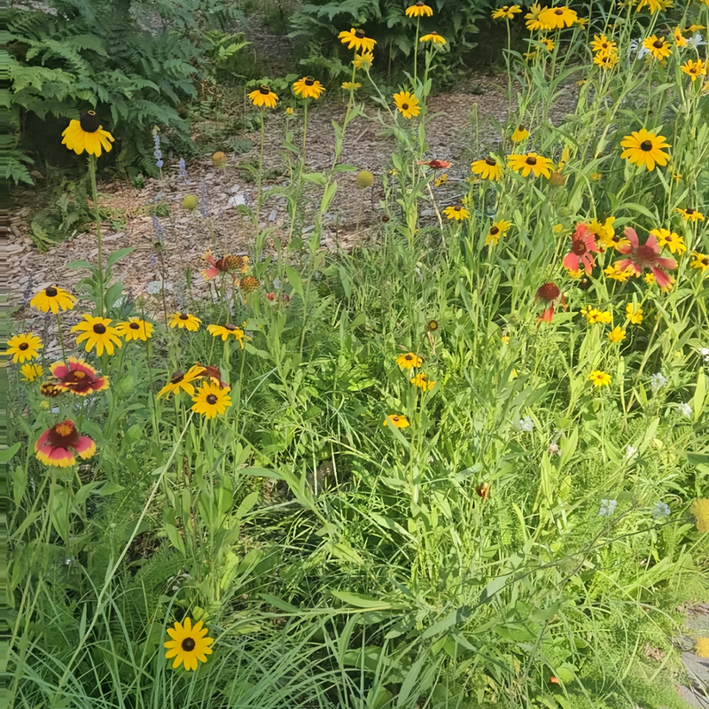 Wildflower Seeds - Highway Hillside Greening Mix Includes Cosmos, Zinnia, Calendula, etc. - Verdseeds