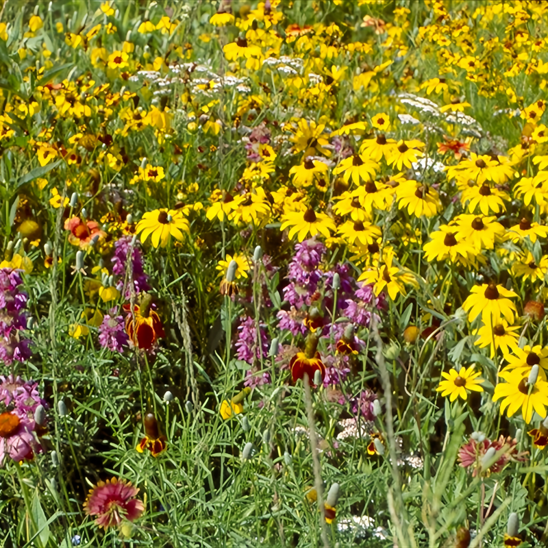 Wildflower Seeds - Highway Hillside Greening Mix Includes Cosmos, Zinnia, Calendula, etc. - Verdseeds