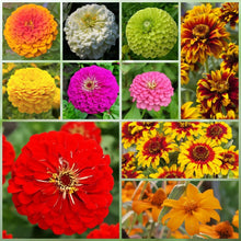 Wildflower Seeds - Highway Hillside Greening Mix Includes Cosmos, Zinnia, Calendula, etc. - Verdseeds