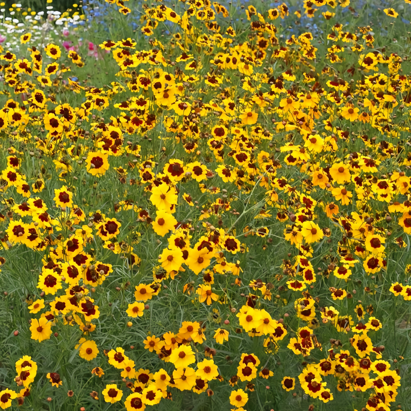 Wildflower Seeds - Moisture Resistance Mix Includes California Poppy, Oberonia, Coreopsis, etc. - Verdseeds