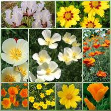 Wildflower Seeds - Moisture Resistance Mix Includes California Poppy, Oberonia, Coreopsis, etc. - Verdseeds