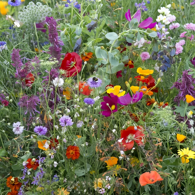 Wildflower Seeds - Multicolored Mix Includes Dwarf morning-glory, Coreopsis Tinctoria, Garden Verbena, etc. - Verdseeds