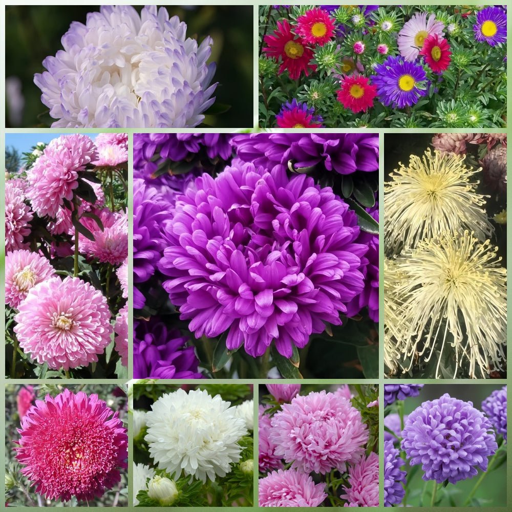 Wildflower Seeds - Multicolored Mix Includes Dwarf morning-glory, Coreopsis Tinctoria, Garden Verbena, etc. - Verdseeds