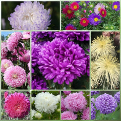 Wildflower Seeds - Multicolored Mix Includes Dwarf morning-glory, Coreopsis Tinctoria, Garden Verbena, etc. - Verdseeds