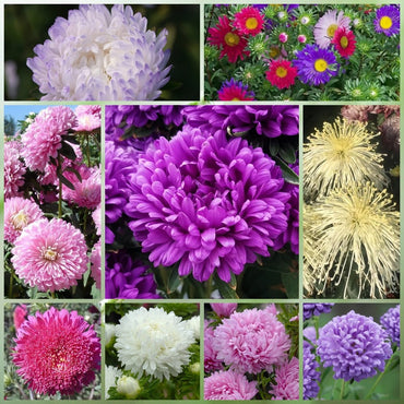 Wildflower Seeds - Multicolored Mix Includes Dwarf morning-glory, Coreopsis Tinctoria, Garden Verbena, etc. - Verdseeds