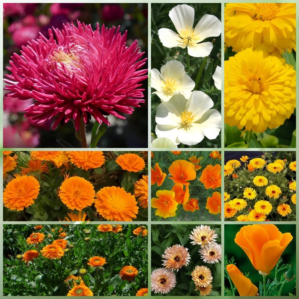 Wildflower Seeds - Multicolored Mix Includes Dwarf morning-glory, Coreopsis Tinctoria, Garden Verbena, etc. - Verdseeds
