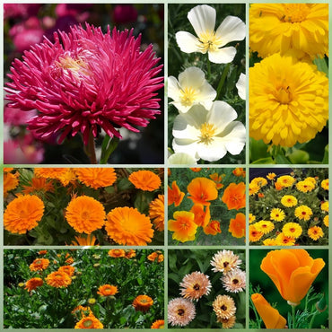 Wildflower Seeds - Multicolored Mix Includes Dwarf morning-glory, Coreopsis Tinctoria, Garden Verbena, etc. - Verdseeds