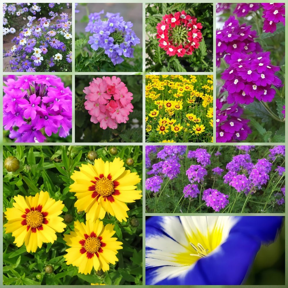 Wildflower Seeds - Multicolored Mix Includes Dwarf morning-glory, Coreopsis Tinctoria, Garden Verbena, etc. - Verdseeds