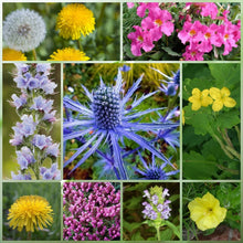 Wildflower Seeds - Rustic Charm Mix Includes Incarvillea Delavayi, Chelidonium Majus, Eryngium, etc. - Verdseeds