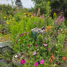 Wildflower Seeds - Rustic Charm Mix Includes Incarvillea Delavayi, Chelidonium Majus, Eryngium, etc. - Verdseeds