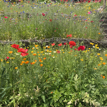 Wildflower Seeds - Seasonal Flowers Mix Includes Zinnia, China Aster, Phlox, etc. - Verdseeds