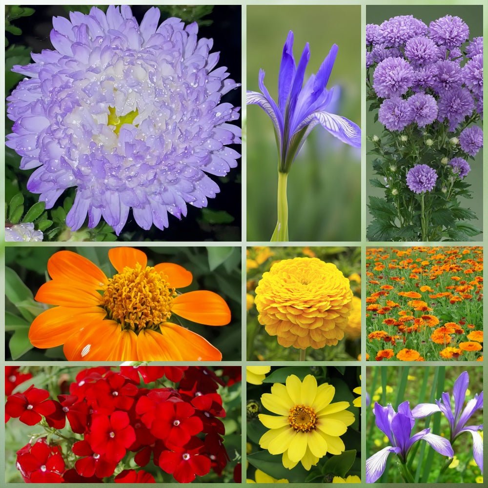 Wildflower Seeds - Seasonal Flowers Mix Includes Zinnia, China Aster, Phlox, etc. - Verdseeds