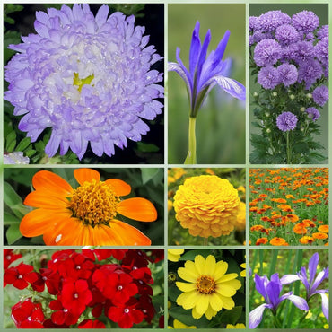 Wildflower Seeds - Seasonal Flowers Mix Includes Zinnia, China Aster, Phlox, etc. - Verdseeds