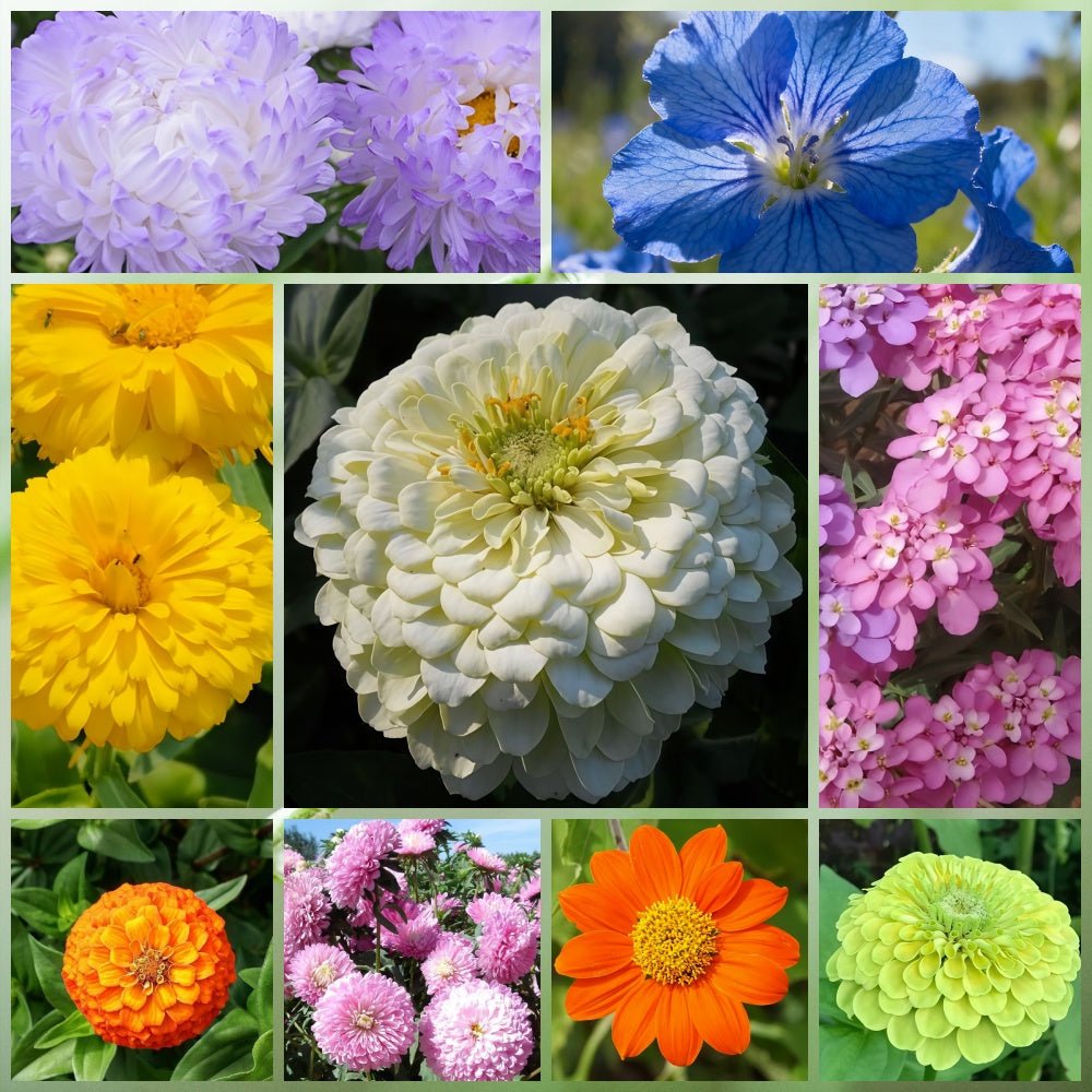 Wildflower Seeds - Seasonal Flowers Mix Includes Zinnia, China Aster, Phlox, etc. - Verdseeds