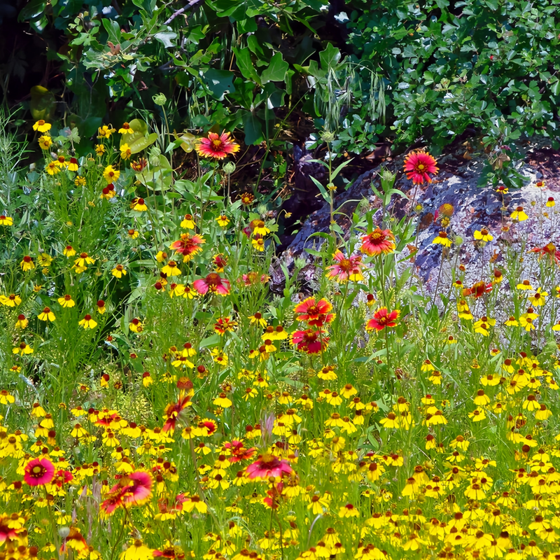 Wildflower Seeds - Shade Tolerant Mix Includes Papaver, Snapdragon, China Aster, etc. - Verdseeds