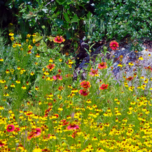 Wildflower Seeds - Shade Tolerant Mix Includes Papaver, Snapdragon, China Aster, etc. - Verdseeds