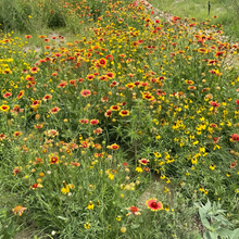 Wildflower Seeds - Shade Tolerant Mix Includes Papaver, Snapdragon, China Aster, etc. - Verdseeds