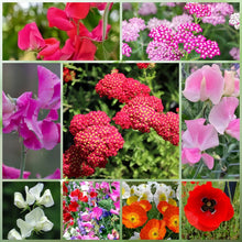 Wildflower Seeds - Shade Tolerant Mix Includes Papaver, Snapdragon, China Aster, etc. - Verdseeds