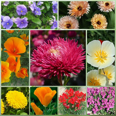 Wildflower Seeds - Shade Tolerant Mix Includes Papaver, Snapdragon, China Aster, etc. - Verdseeds