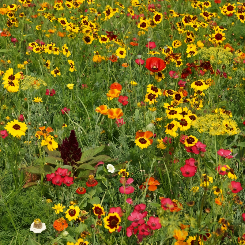 Wildflower Seeds - Shade Tolerant Mix Includes Papaver, Snapdragon, China Aster, etc. - Verdseeds