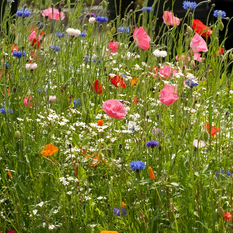 Wildflower Seeds - Spring In The Air Mix Includes Sweet Alyssum, Takhtajaniantha Austriaca, etc. - Verdseeds
