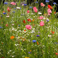 Wildflower Seeds - Spring In The Air Mix Includes Sweet Alyssum, Takhtajaniantha Austriaca, etc. - Verdseeds