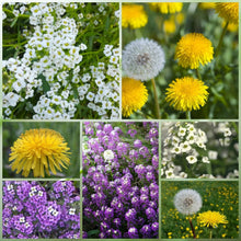 Wildflower Seeds - Spring In The Air Mix Includes Sweet Alyssum, Takhtajaniantha Austriaca, etc. - Verdseeds