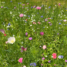 Wildflower Seeds - Spring In The Air Mix Includes Sweet Alyssum, Takhtajaniantha Austriaca, etc. - Verdseeds