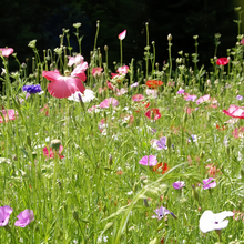 Wildflower Seeds - Spring In The Air Mix Includes Sweet Alyssum, Takhtajaniantha Austriaca, etc. - Verdseeds