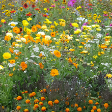 Wildflower Seeds - Summer Style Mix Includes Dahlia Pinnate, Petunia, Cosmos, etc. - Verdseeds