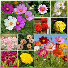 Wildflower Seeds - Summer Style Mix Includes Dahlia Pinnate, Petunia, Cosmos, etc. - Verdseeds