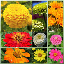 Wildflower Seeds - Summer Style Mix Includes Dahlia Pinnate, Petunia, Cosmos, etc. - Verdseeds