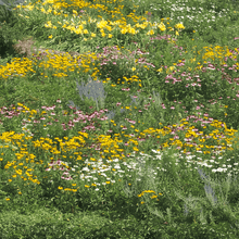 Wildflower Seeds - Summer Style Mix Includes Dahlia Pinnate, Petunia, Cosmos, etc. - Verdseeds