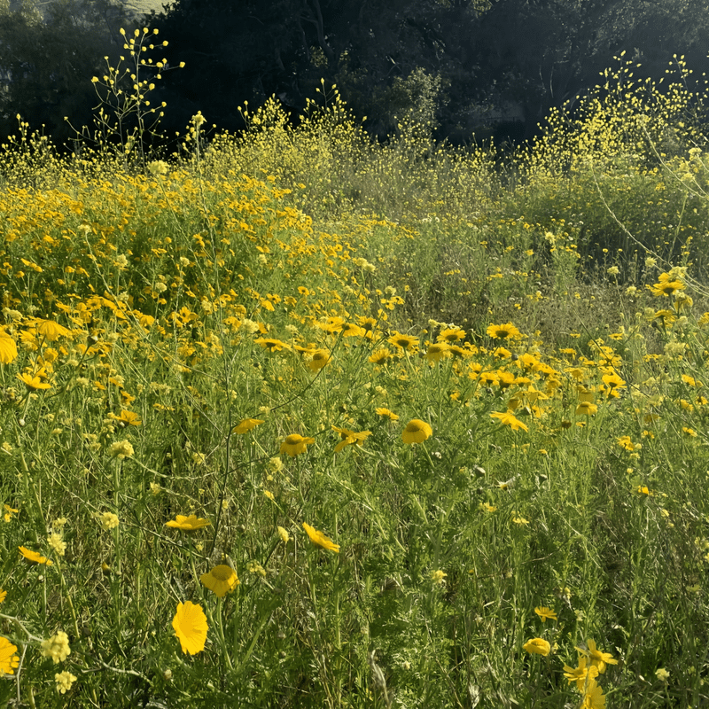Wildflower Seeds - Yellow Mix Includes African Marigold, Coreopsis, Calendula, etc. - Verdseeds
