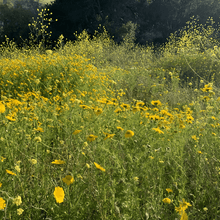 Wildflower Seeds - Yellow Mix Includes African Marigold, Coreopsis, Calendula, etc. - Verdseeds
