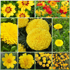 Wildflower Seeds - Yellow Mix Includes African Marigold, Coreopsis, Calendula, etc. - Verdseeds