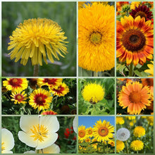 Wildflower Seeds - Yellow Mix Includes African Marigold, Coreopsis, Calendula, etc. - Verdseeds