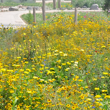 Wildflower Seeds - Yellow Mix Includes African Marigold, Coreopsis, Calendula, etc. - Verdseeds