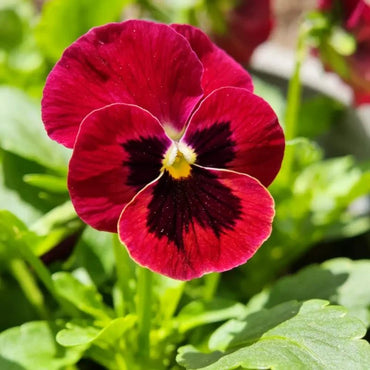 Wine Red with Spots Pansy Seeds - Verdseeds