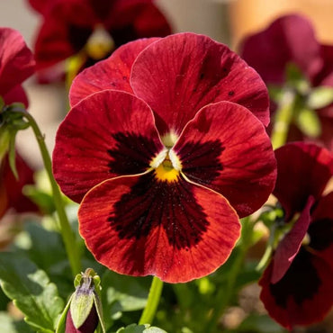 Wine Red with Spots Pansy Seeds - Verdseeds