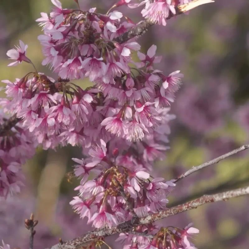 Winter Flowering Cherry Seeds - Verdseeds