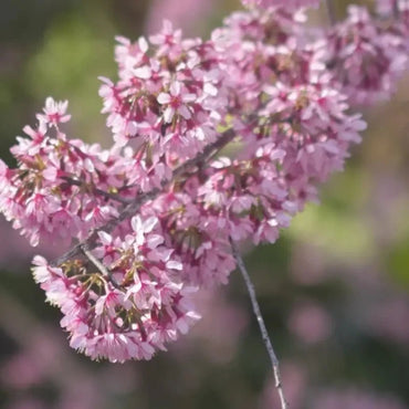 Winter Flowering Cherry Seeds - Verdseeds
