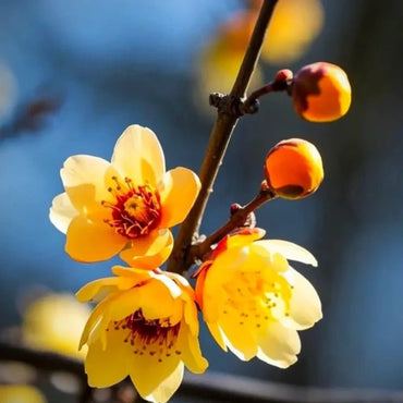 Wintersweet Seeds - Verdseeds