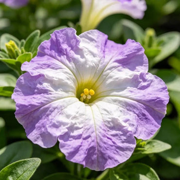 Wrinkled flap Petunia Seeds - Verdseeds