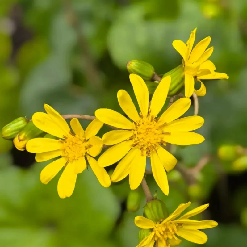 Leopard Plant Seeds