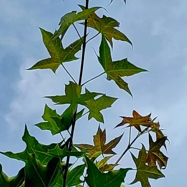 Five-Lobed Maple Seeds