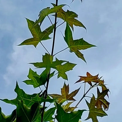 Five-Lobed Maple Seeds