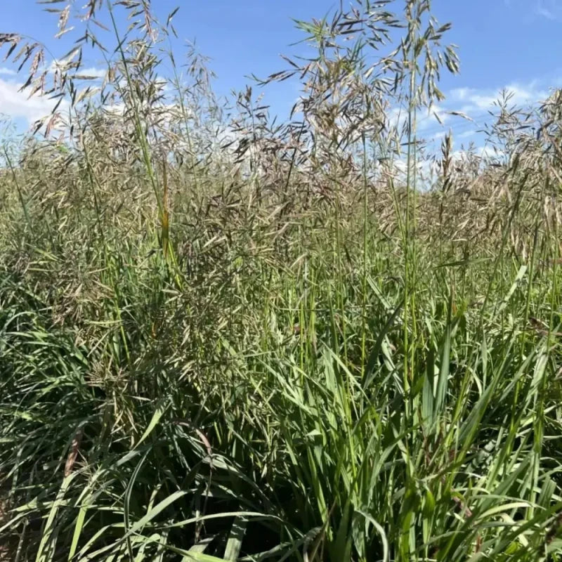 Smooth Bromegrass Seeds