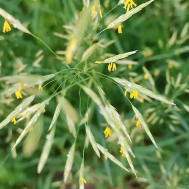 Smooth Bromegrass Seeds