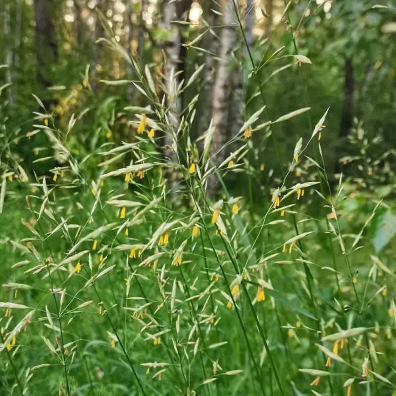 Smooth Bromegrass Seeds